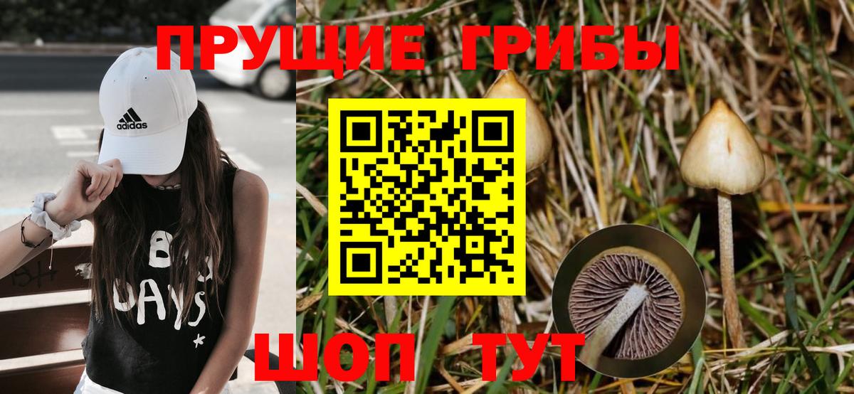 Псилоцибиновые грибы Psilocybine cubensis Кострома